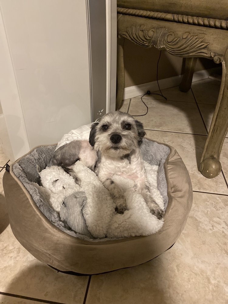 STARR DOG GROOMER TEMP. CLOSED 10 Photos 3617 W Harmont Dr, Phoenix, AZ Yelp