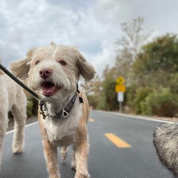 OC PUP SCOUTS - Updated February 2026 - 159 Photos & 116 Reviews