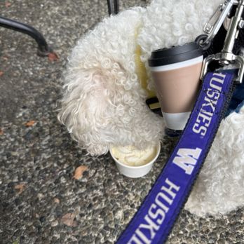Village Square Cafe - Pup cup - Breakfast & Brunch Near Me - Redmond, Washington