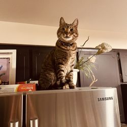 All About Cats Cat Clinic