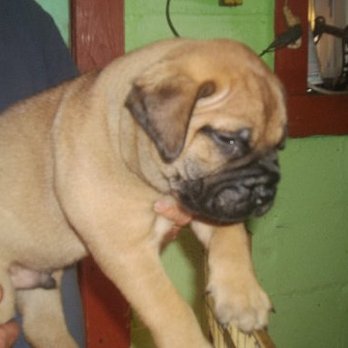4 Paws Mastiffs - Pet Breeders Near Me - Atkins, Arkansas 4 Paws Mastiffs - Pet Breeders Near Me - Atkins, Arkansas