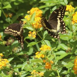 Andy's Garden Center - Butterfly