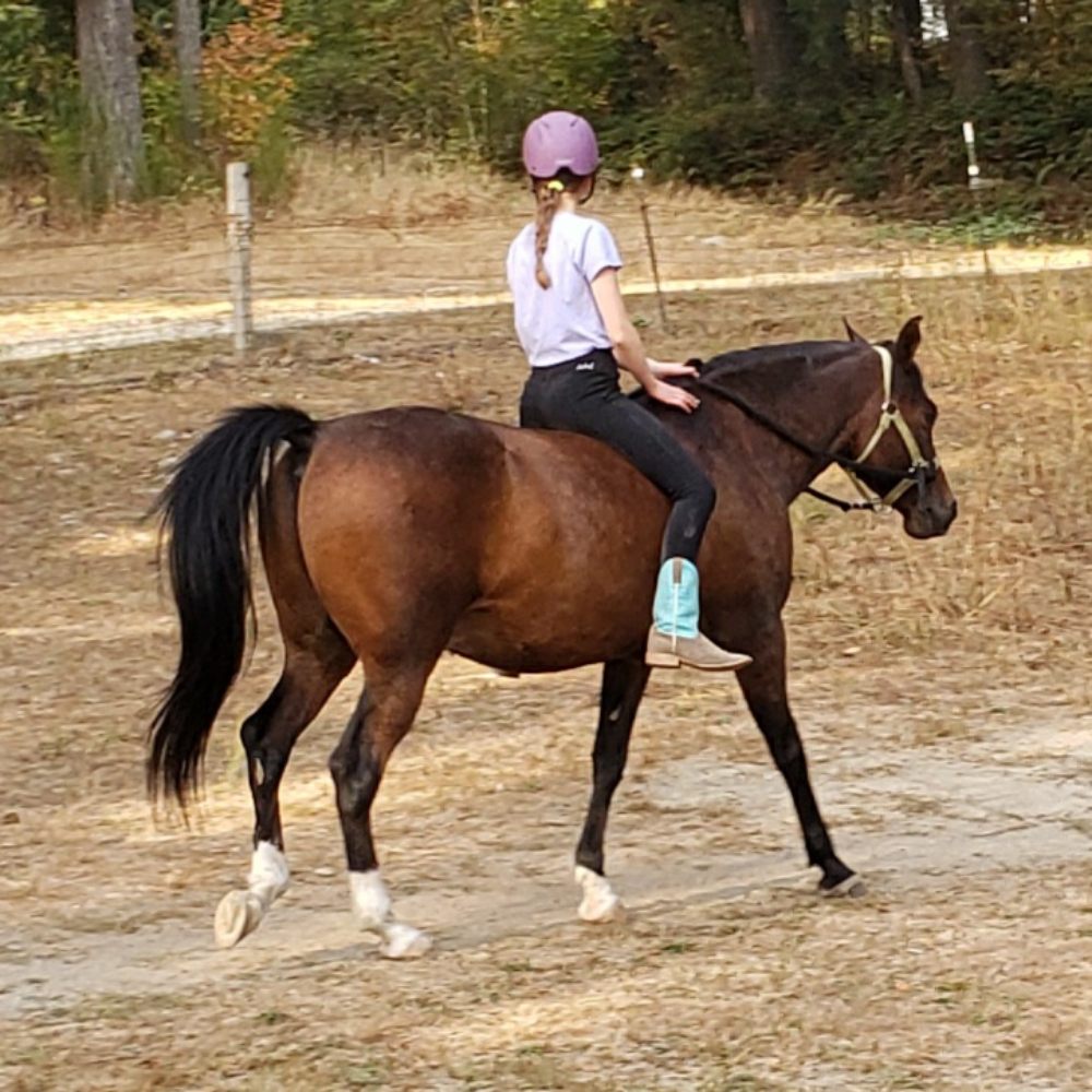Misty Acres - equestrian in Ravensdale, WA