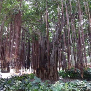 Hale Koa Hotel - The Tree of Life! Jk but it's a beautiful site to see. - Hotels Near Me - Honolulu, Hawaii Hale Koa Hotel - The Tree of Life! Jk but it's a beautiful site to see. - Hotels Near Me - Honolulu, Hawaii