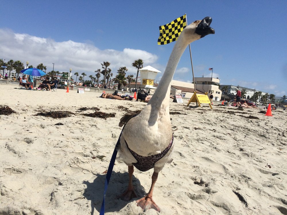Gonzo The Gander Logo