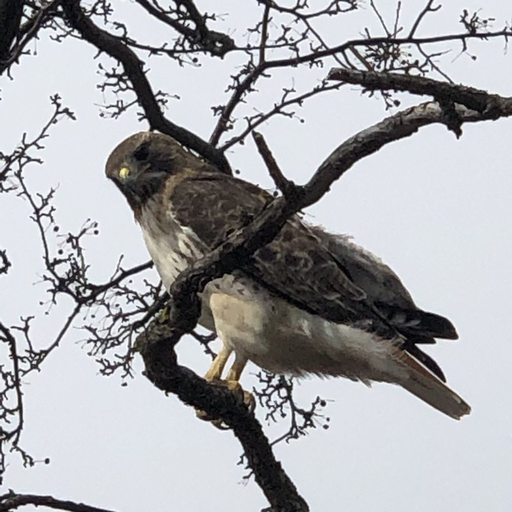 Red Tailed Hawk