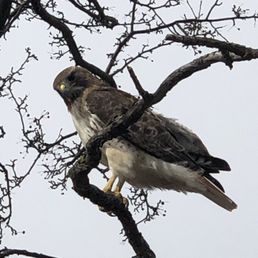 Red Tailed Hawk