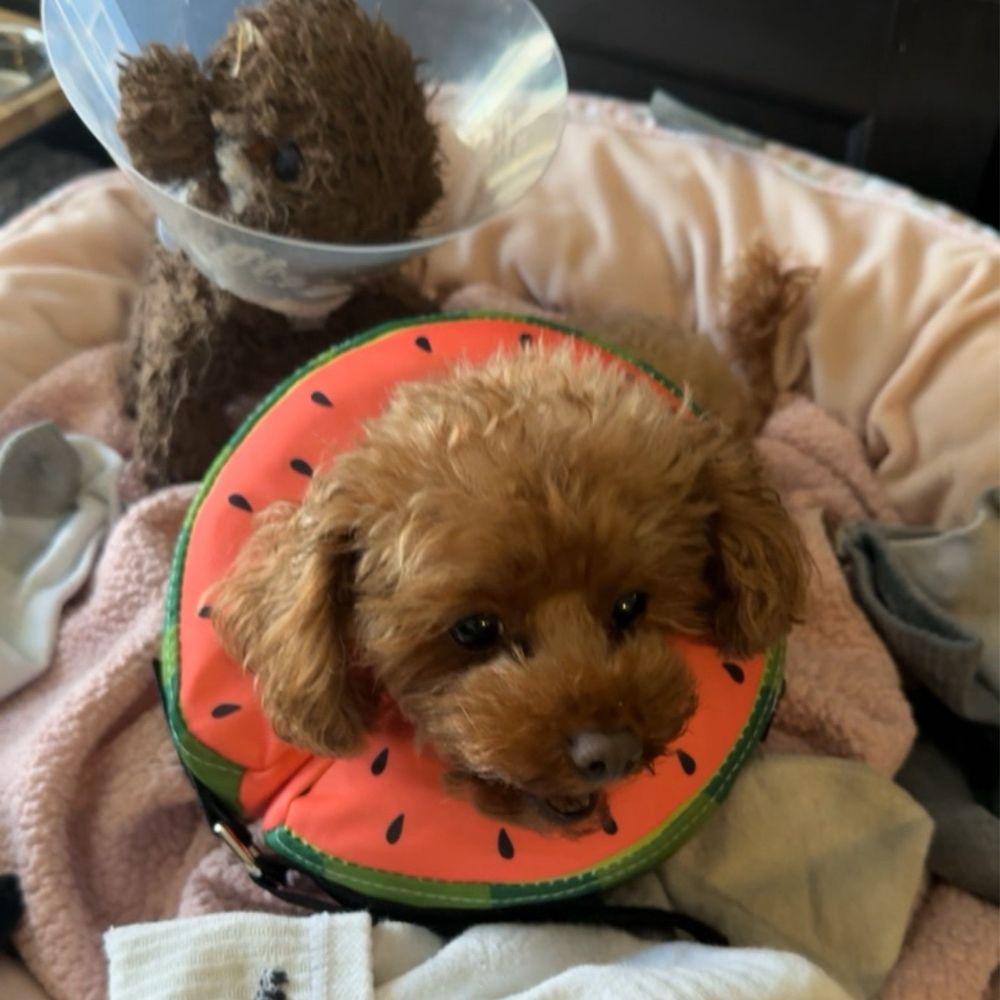 Under One Woof - Was not happy . - Pet Groomers Near Me - Alameda, California Under One Woof - Was not happy . - Pet Groomers Near Me - Alameda, California
