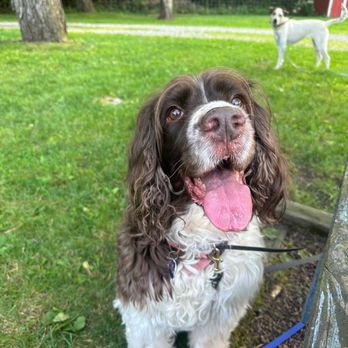 Just Train Dog Training - Pet Training Near Me