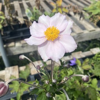Crazy Daisies - Nurseries & Gardening Near Me - Syracuse, New York