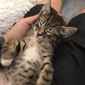 KitTea - Pet Adoption Near Me - San Francisco, California