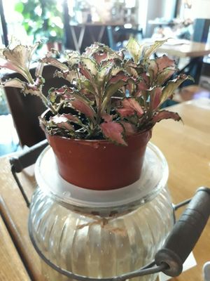 Knots Cafe & Living (Paya Lebar) by null