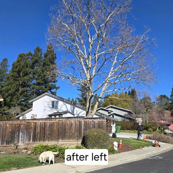 Arbor Vision - Tree Services Near Me - San Ramon, California
