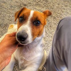 Snow Creek Jack Russell