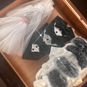 PUCCI Café - Dog accessories - Pet Stores Near Me - Katy, Texas PUCCI Café - Dog accessories - Pet Stores Near Me - Katy, Texas
