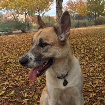 Fire Station Dog Park - Dog Parks Near Me - Las Vegas, Nevada Fire Station Dog Park - Dog Parks Near Me - Las Vegas, Nevada