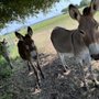 Photo of Cathy's Critter Care
