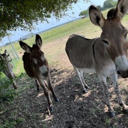Cathy's Critter Care - Got donkeys?  (Or other farm animals?). No problem!   We are trained to care for all farm animals!