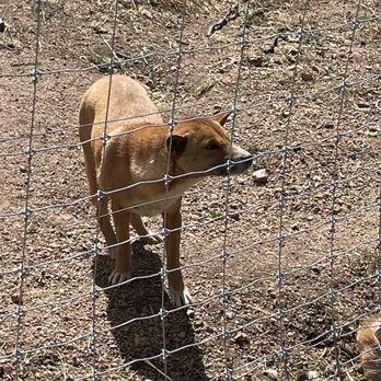 Colorado Wolf and Wildlife Center - Dingo type dog - Zoos Near Me - Divide, Colorado Colorado Wolf and Wildlife Center - Dingo type dog - Zoos Near Me - Divide, Colorado