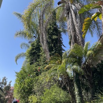 Affordable Tree Services Orange County - Before - Tree Services Near Me Affordable Tree Services Orange County - Before - Tree Services Near Me