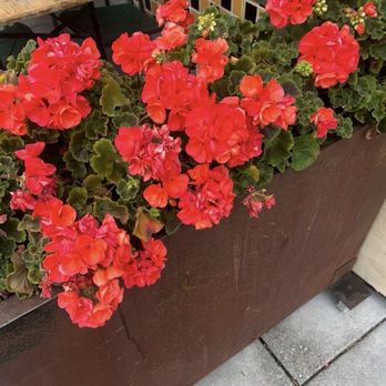 Angelina's Deli Cafe - Planted outside . Is that a Rose ? ( Questions in my mind) - Delis Near Me - San Francisco, California