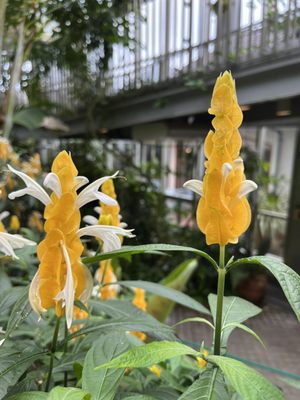 Kobe Nunobiki Herb Gardens & Ropeway by null