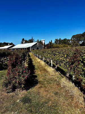 Cape May Winery & Vineyard by null