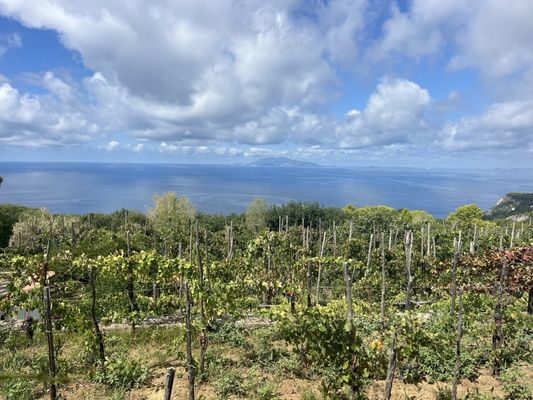 Da Gelsomina - Ristorante by null