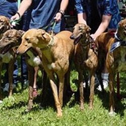Buffalo Greyhound Adoption
