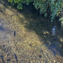 Issaquah Salmon Days - Salmon-watching on the bridge