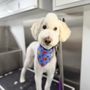 Zoomin Groomin - Edmond, Oklahoma