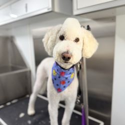 Zoomin Groomin - Edmond, Oklahoma