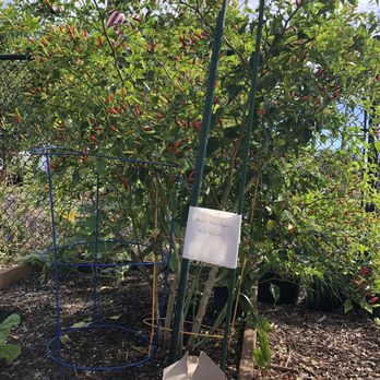 Central Florida Veg Fest - You could pick fresh peppers off the plant for free - Festivals Near Me - Orlando, Florida Central Florida Veg Fest - You could pick fresh peppers off the plant for free - Festivals Near Me - Orlando, Florida