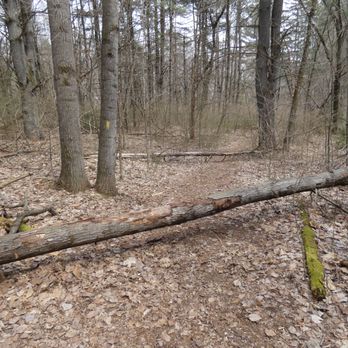Onion Mountain Park - trail blocked by fallen tree - Hiking Near Me - Simsbury, Connecticut Onion Mountain Park - trail blocked by fallen tree - Hiking Near Me - Simsbury, Connecticut