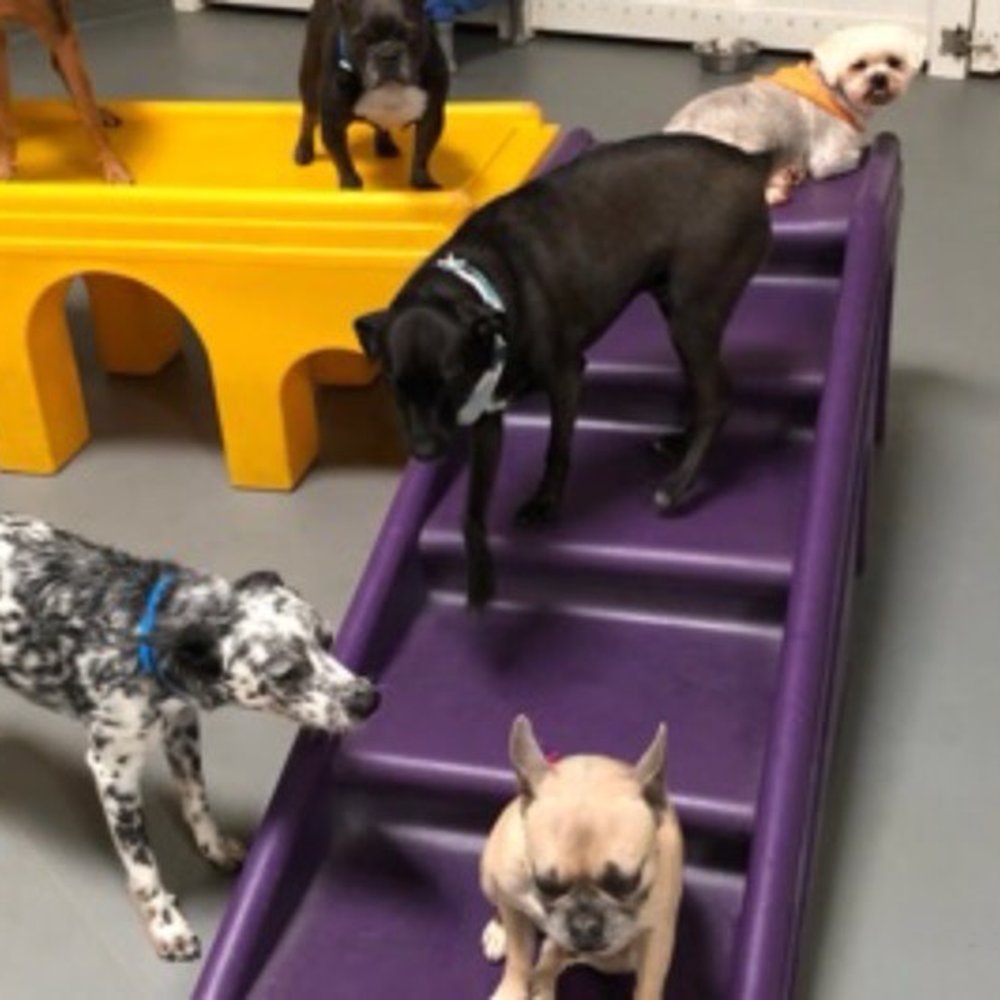 Wag Hotels - Carson - Pet Training Near Me - Carson, California Wag Hotels - Carson - Pet Training Near Me - Carson, California