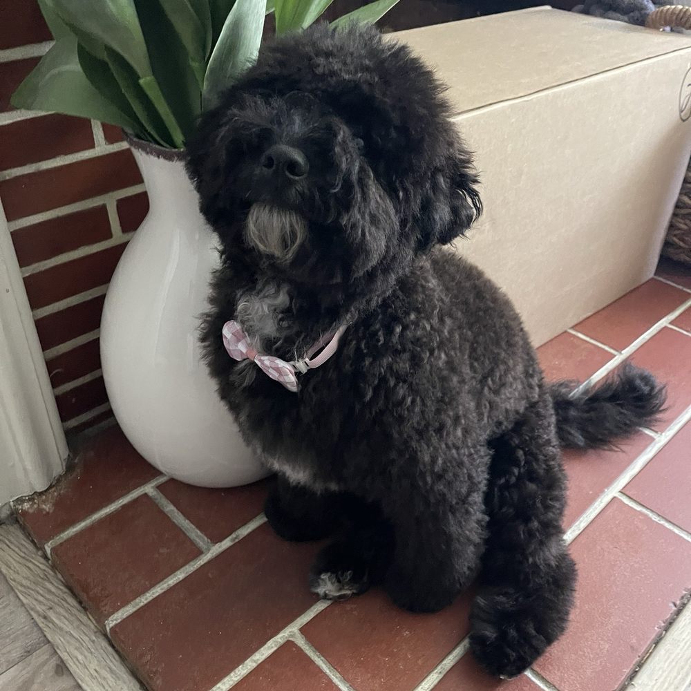 Puppy Face - Pet Groomers Near Me - La Habra, California Puppy Face - Pet Groomers Near Me - La Habra, California
