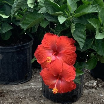 Aveteran Landscape - a red hibise flower in a pot - Landscape Architects or Designers Near Me - San Antonio, Texas