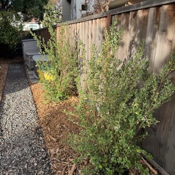 California Nativescapes - Landscaping Near Me - San Jose, California