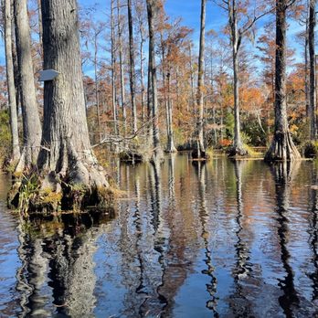 Cypress Gardens - The water is perfect in the fall - Parks Near Me - Moncks Corner, South Carolina Cypress Gardens - The water is perfect in the fall - Parks Near Me - Moncks Corner, South Carolina