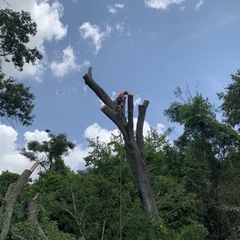 Long Horn Tree Solution - Tree Services Near Me