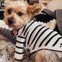 Photo of Pet Beauty Institute