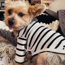 Pet Beauty Institute