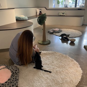 Hawaii Cat Cafe - Playful kitties - Themed Cafes Near Me - Honolulu, Hawaii