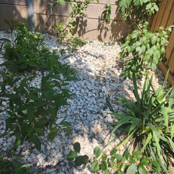 Community Tree Care - After