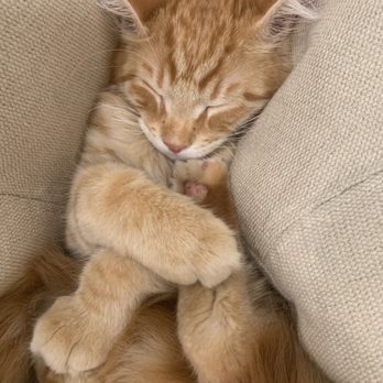 Happy Paws - When we bought him on a beanbag at Happy Paws - Pet Stores Near Me - Hollywood, Florida