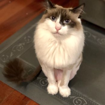 As the Fur Flies - Best lion cut EVER!! - Pet Groomers Near Me - Austin, Texas As the Fur Flies - Best lion cut EVER!! - Pet Groomers Near Me - Austin, Texas