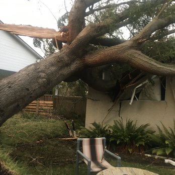 TreeSense Care - Tree Services Near Me