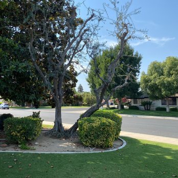 Innovative Tree Service - My butchered olive tree! So sad - Tree Services Near Me - Bakersfield, California Innovative Tree Service - My butchered olive tree! So sad - Tree Services Near Me - Bakersfield, California