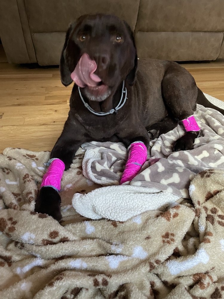 PET EXPRESSIONS Updated September 2024 10 Photos & 12 Reviews 479