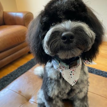 A Cut Above Grooming Salon - Jeanette did an awesome job. My Oreo looks so handsome. Thank you - Pet Groomers Near Me - Castro Valley, California A Cut Above Grooming Salon - Jeanette did an awesome job. My Oreo looks so handsome. Thank you - Pet Groomers Near Me - Castro Valley, California